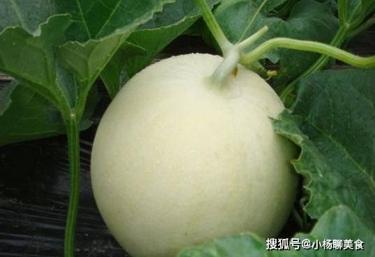 甜瓜人最新版本爆料,全新技能与剧情等你探索  第2张